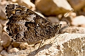 Macro- Farfalla (40D_10685_2rid)